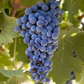 Vitis vinifera 'Cabernet Sauvignon' 