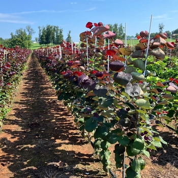 Cercis canadensis 'Sparkling Wine™' 