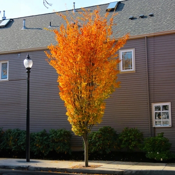 Zelkova serrata 'Musashino' 