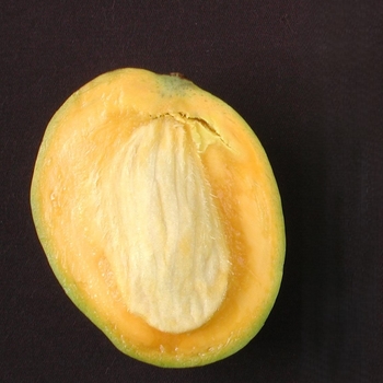 Mangifera indica 'Carrie' 