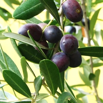 Olea europaea 'Manzanillo' 