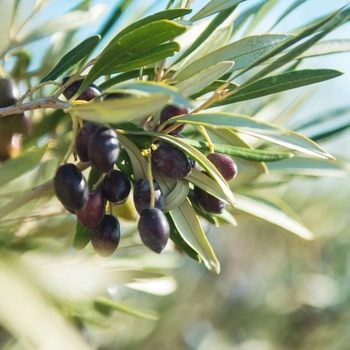 Olea europaea 'Arbosana' 