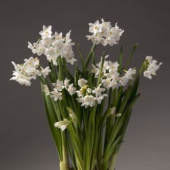 Narcissus papyraceus 'Ziva' 