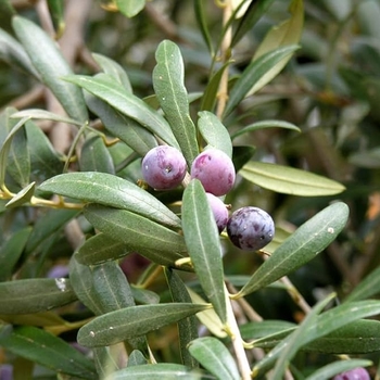 Olea europaea 'Arbequina' 