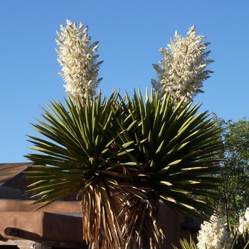 Yucca faxoniana