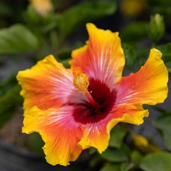 Hibiscus rosa-sinensis 'Fiesta' 