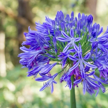 Agapanthus africanus 'Blue' 