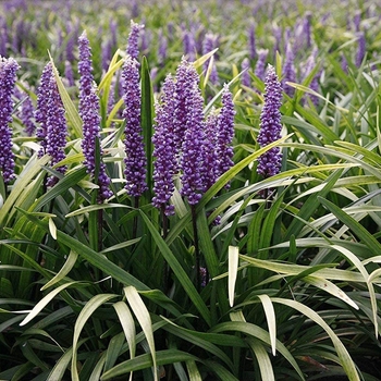 Liriope muscari 'Super Blue' 