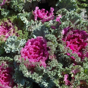 Brassica 'Nagoya Rose' 