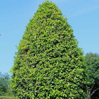 Ilex attenuata 'East Palatka' 