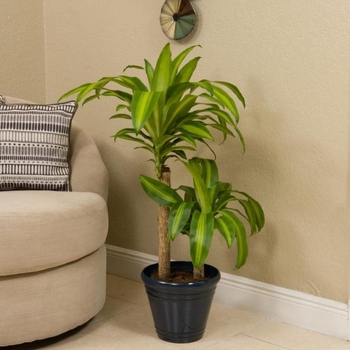 Dracaena massangeana