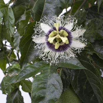 Passiflora 'Wellington 101' PP35636