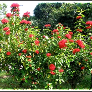 Ixora casei 'Super King' 