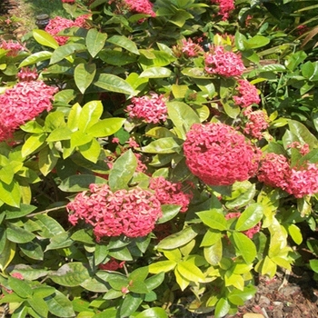 Ixora coccinea 'Nora Grant' 