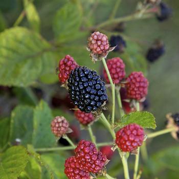 Rubus Bushel and Berry® Baby Cakes® '' (276344)