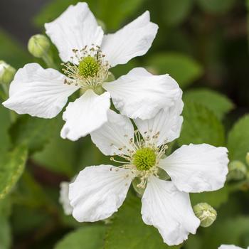 Rubus Bushel and Berry® Baby Cakes® '' (276346)