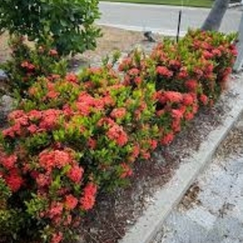 Ixora taiwanensis