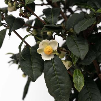 Camellia sinensis 'Brew-Tea-Ful™ Tea' (276350)