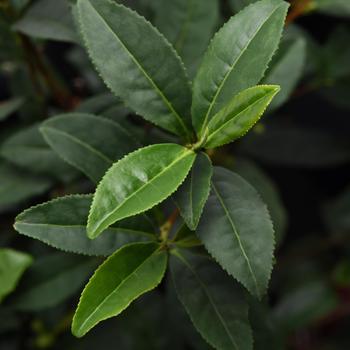 Camellia sinensis 'Brew-Tea-Ful™ Tea' (276351)