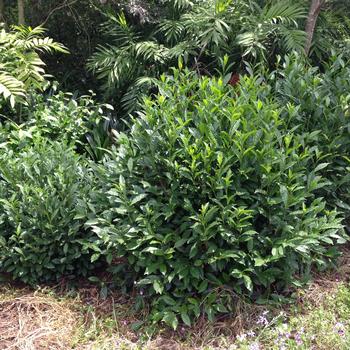 Camellia sinensis 'CAM130' PP33458