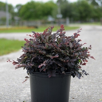 Loropetalum chinense