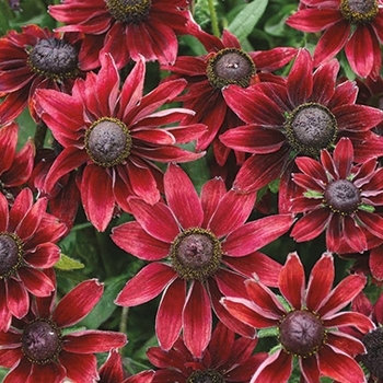 Rudbeckia hirta 'Cherry Brandy' 