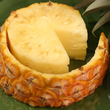 Ananas comosus