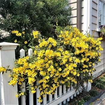 Gelsemium sempervirens 'Margarita' 