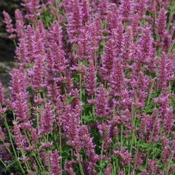 Agastache 'Apricot Sunrise' 