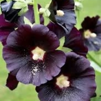 Alcea 'Multiple Varieties' 