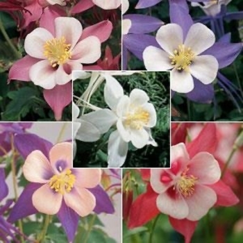 Aquilegia caerulea 'Songbird Mix' 