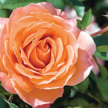 Rosa 'Adobe Sunrise™' (276442)