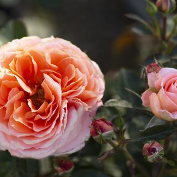 Rosa 'Adobe Sunrise™' (276443)