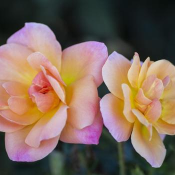 Rosa 'Bright & Shiny™' (276460)