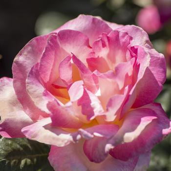 Rosa 'California Dreamin'™' (276464)