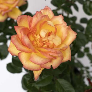 Rosa 'Centennial Star™' (276467)