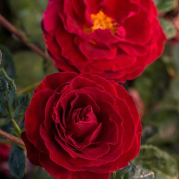 Rosa 'Cherrytini™' (276469)