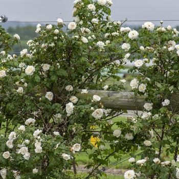 Rosa 'Cloud 10™' (276476)