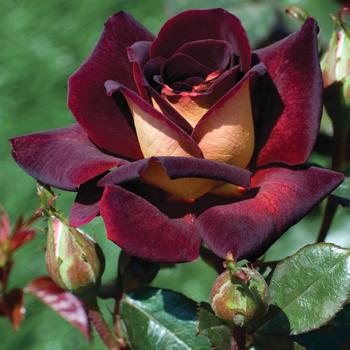 Rosa 'Dark Night™' (276477)