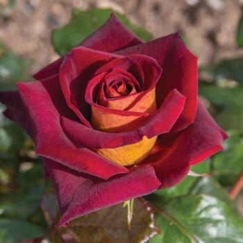 Rosa 'Dark Night™' (276479)