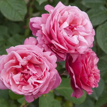 Rosa 'Dee-lish®' (276481)