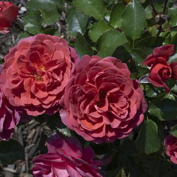 Rosa 'Desert Sky™' (276484)