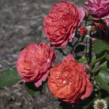 Rosa 'Desert Sky™' (276485)