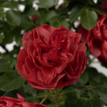 Rosa 'Desert Sky™' (276486)