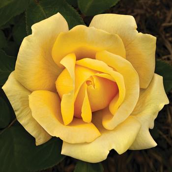 Rosa 'Eternal Flame' (276502)