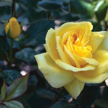 Rosa 'Eternal Flame' (276503)