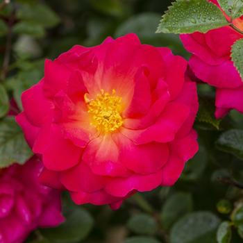 Rosa 'Radwire' PP29533