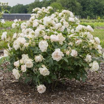 Rosa 'Icecap™' (276526)