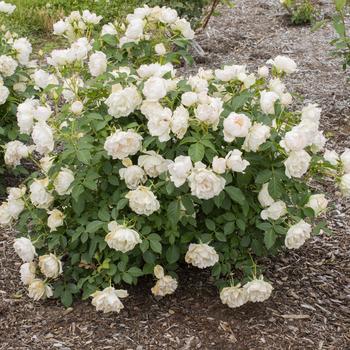 Rosa 'Icecap™' (276527)