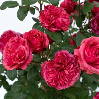 Rosa 'Meicatess' PP34789